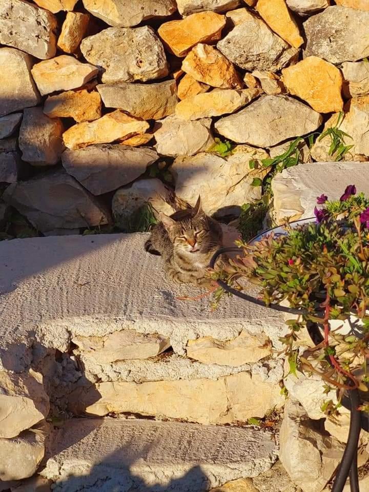 Moja Posebna Kuca Na Osami Kraj Mora Villa Vis Kamer foto